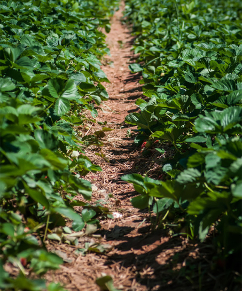 Strawberry Field