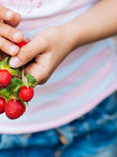 Hand Picked Strawberries